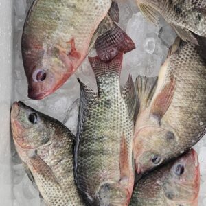 Shekinah Ranch Tilapia